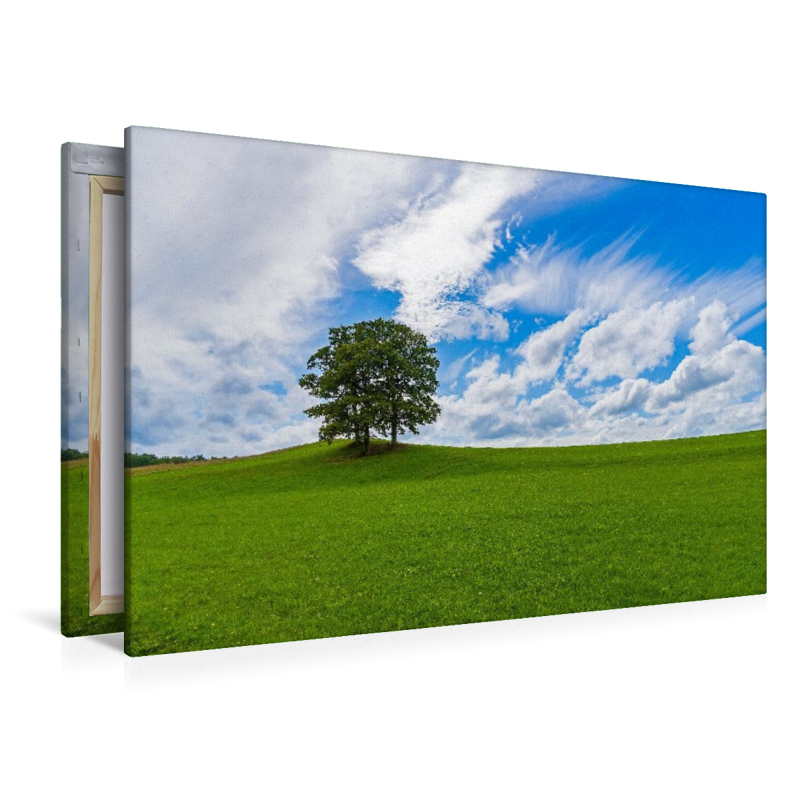 Wiesenlandschaft in der Eifel