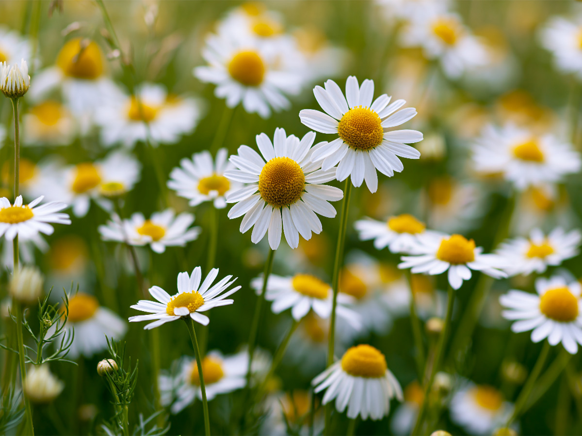 Der Sommer braucht keine Worte, nur Licht und Wind