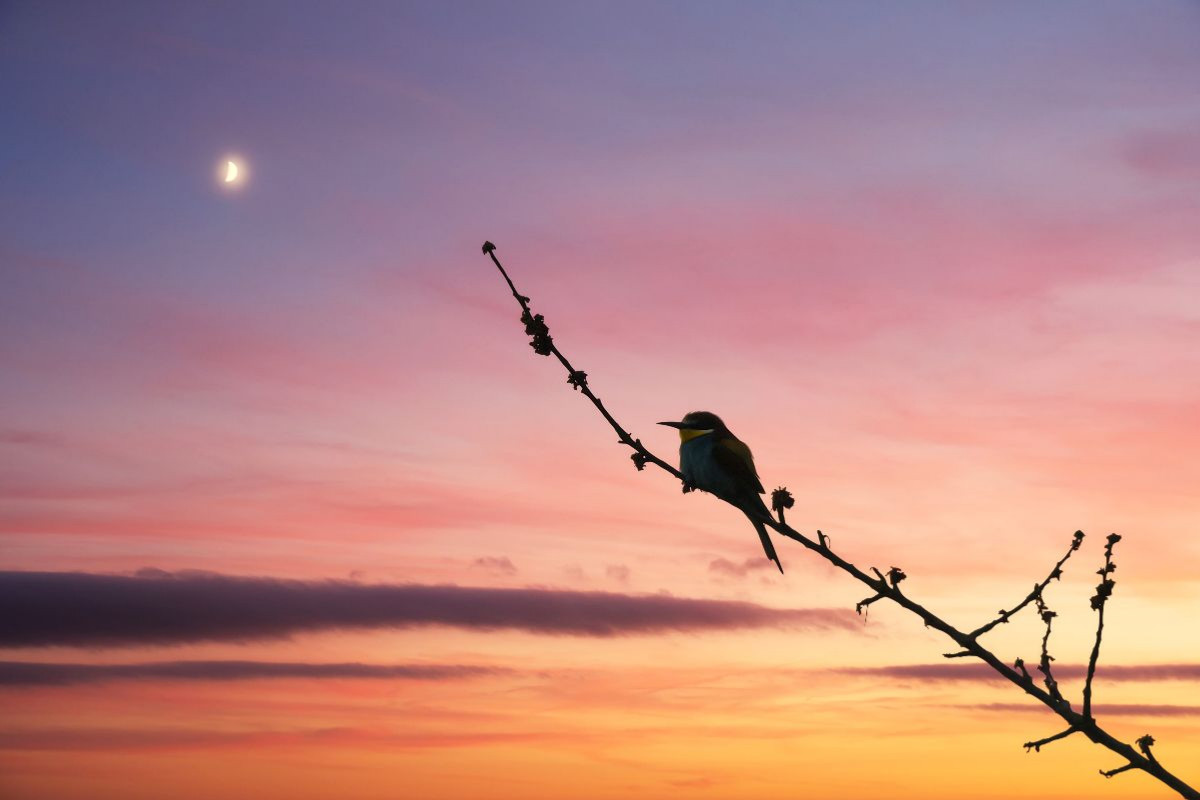 Bienenfresser im Sonnenuntergang