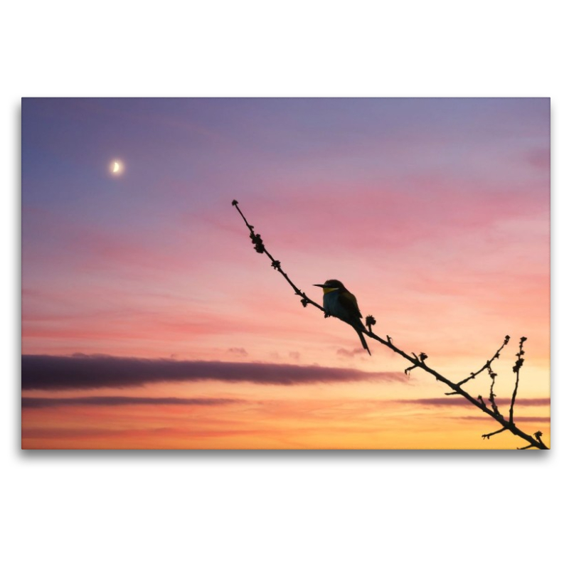 Bienenfresser im Sonnenuntergang