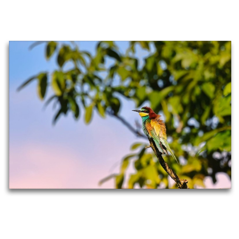 Bienenfresser im Baum