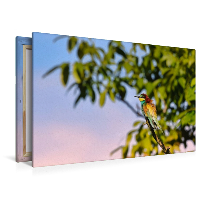 Bienenfresser im Baum