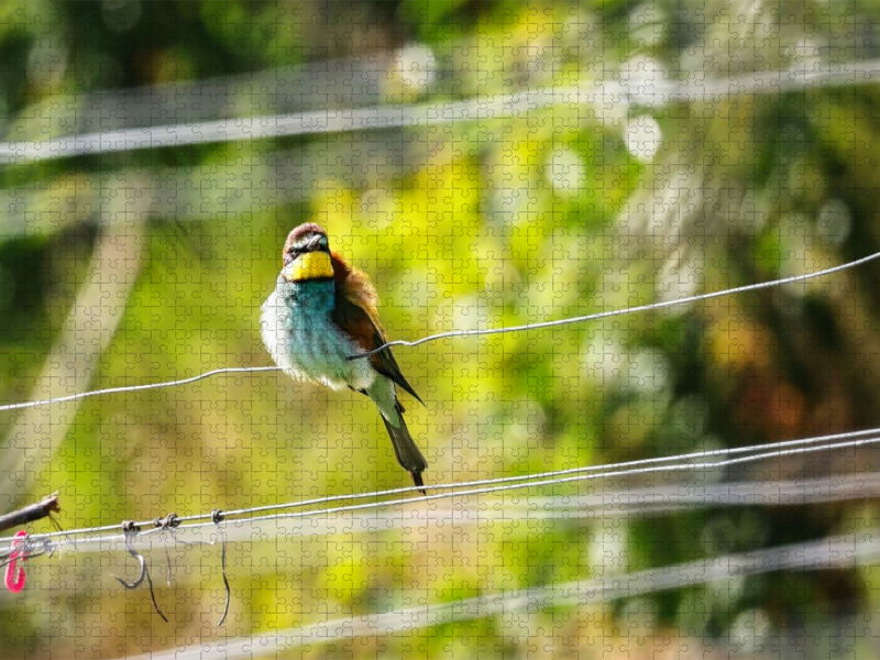 Bienenfresser