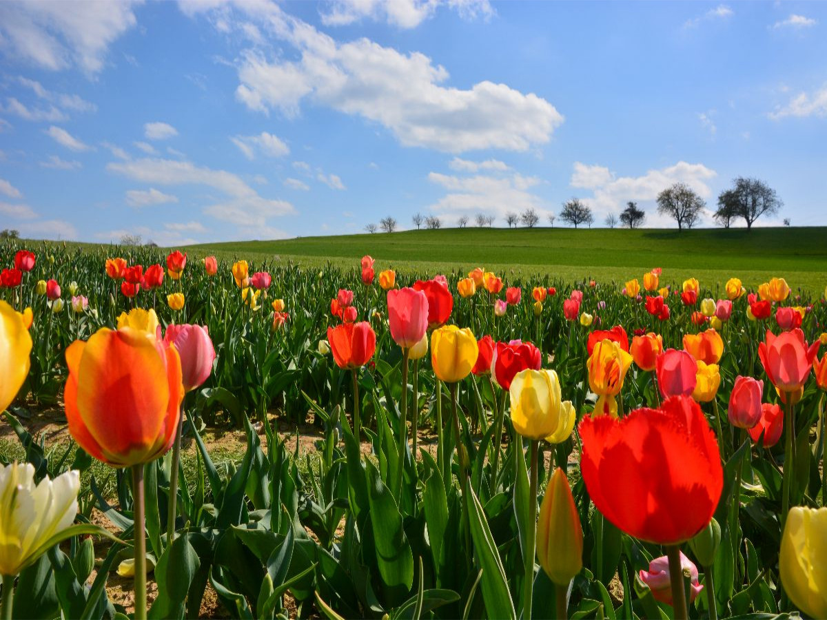 Tulpenfeld