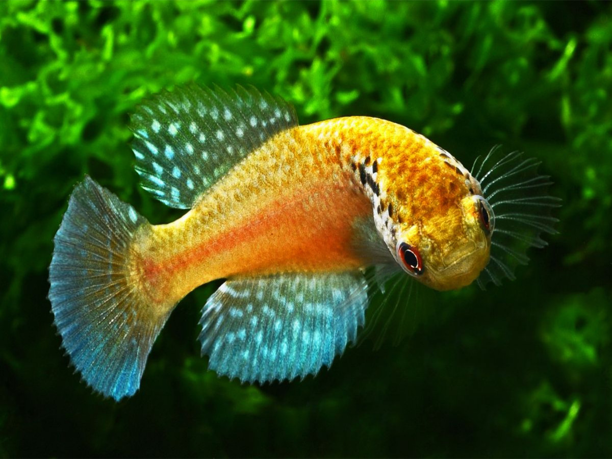 Cynolebias griseus, BRASILIEN
