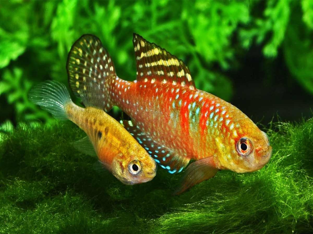 Hypsolebias gardneri, BRASILIEN