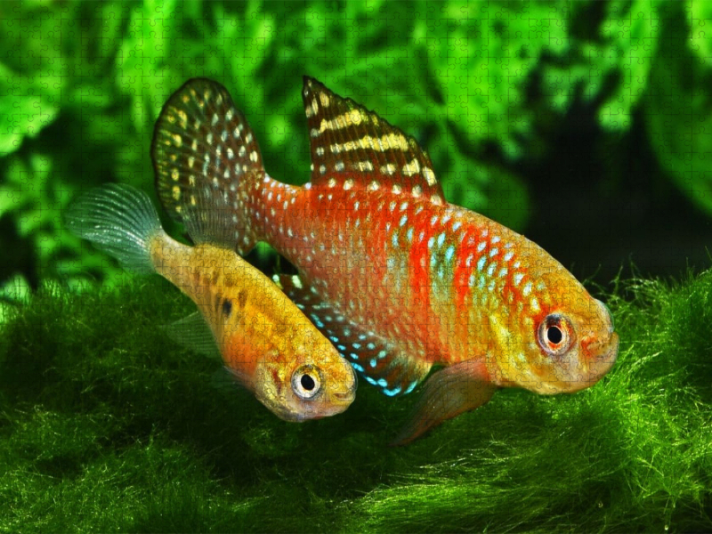 Hypsolebias gardneri, BRASILIEN