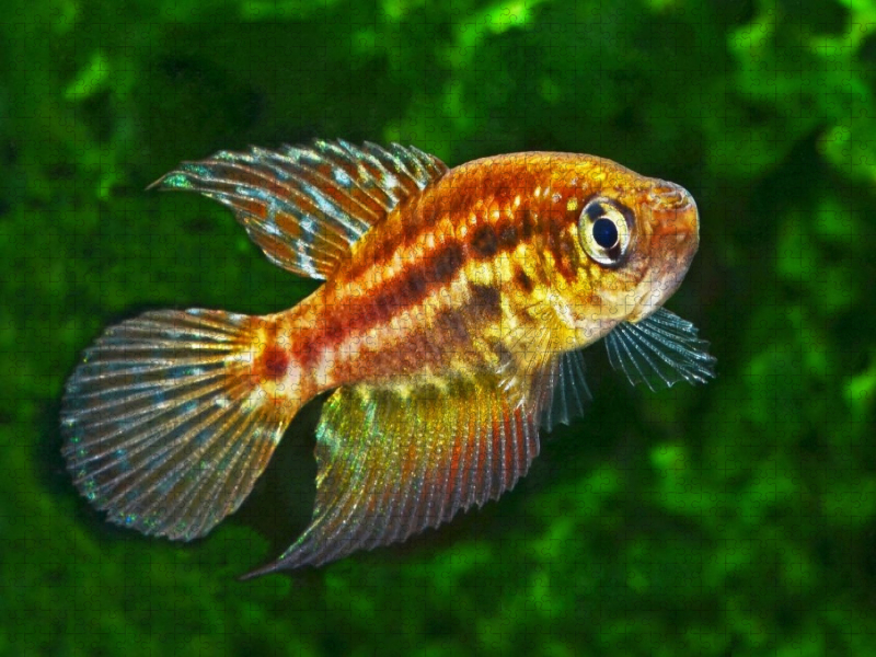 Ophthalmolebias constanciae, BRASILIEN