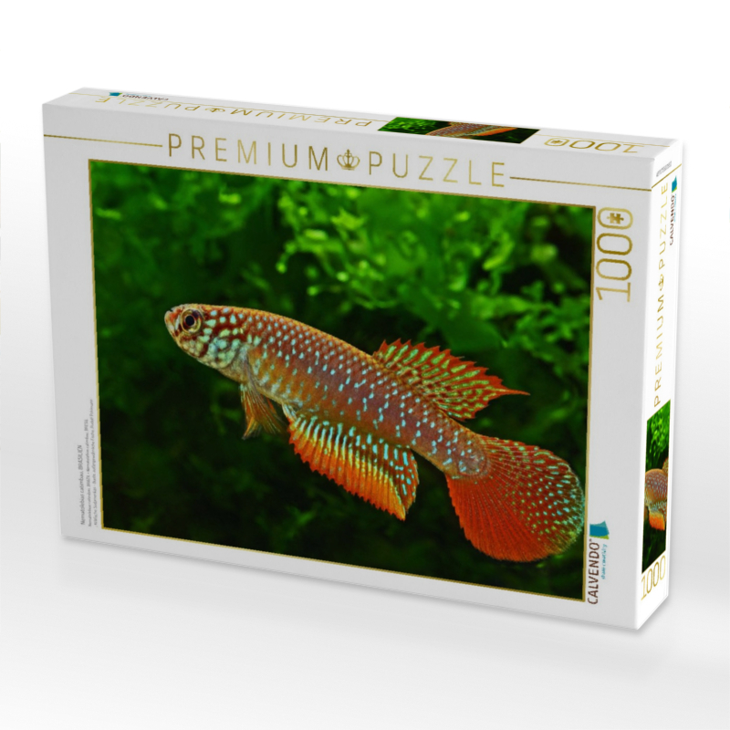 Nematolebias catimbau, BRASILIEN