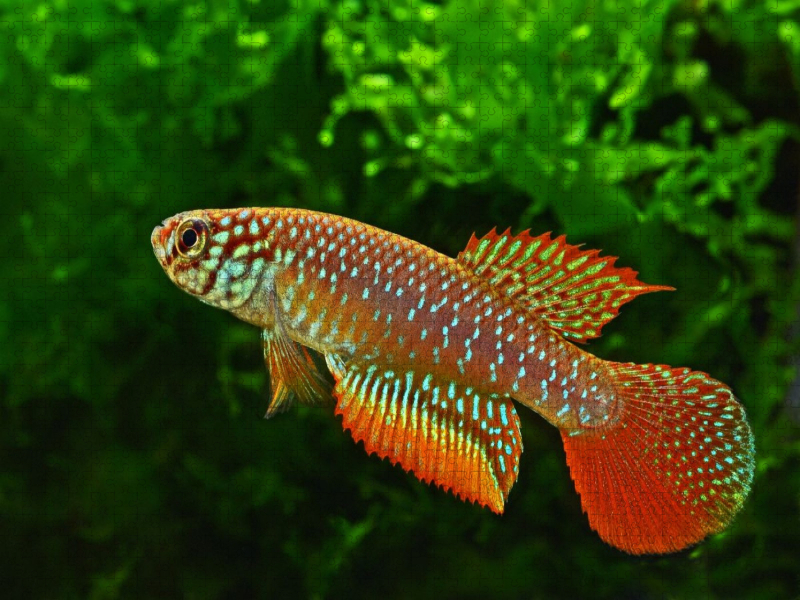 Nematolebias catimbau, BRASILIEN