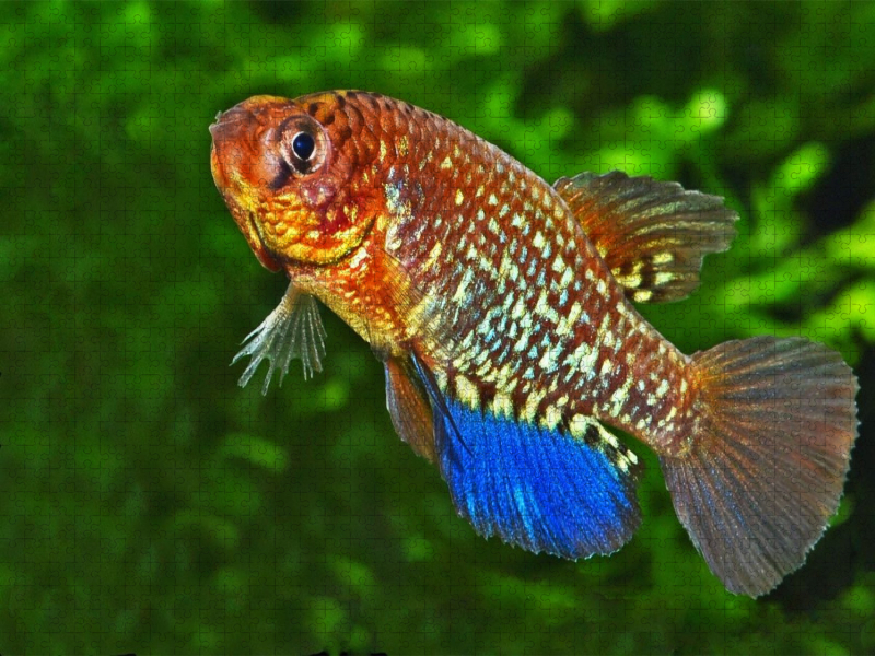 Papiliolebias ashleya, BOLIVIEN