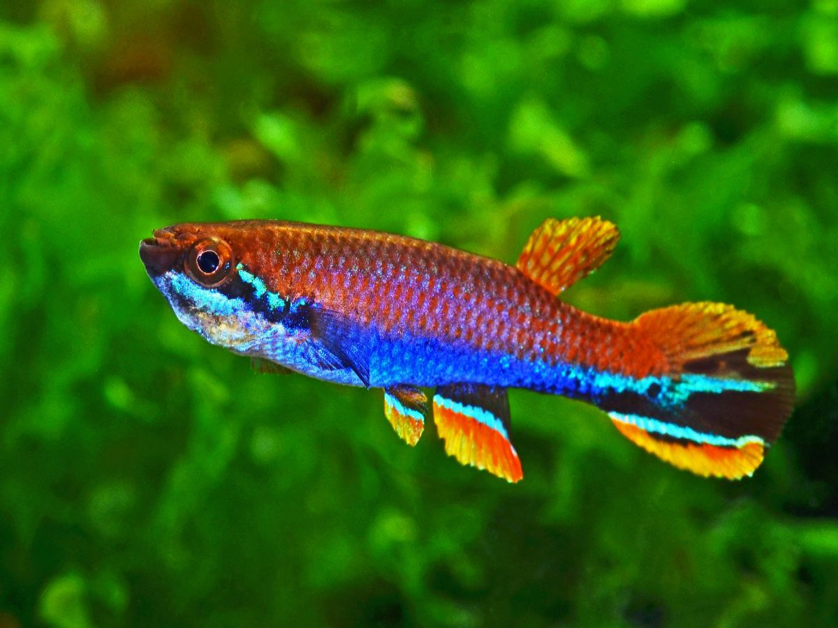 Laimosemion xiphidius, FRANZÖSISCH-GUAYANA