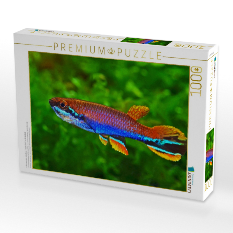 Laimosemion xiphidius, FRANZÖSISCH-GUAYANA