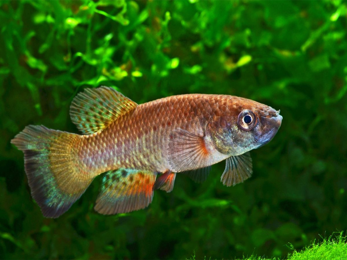 Austrofundulus leohoignei, VENEZUELA