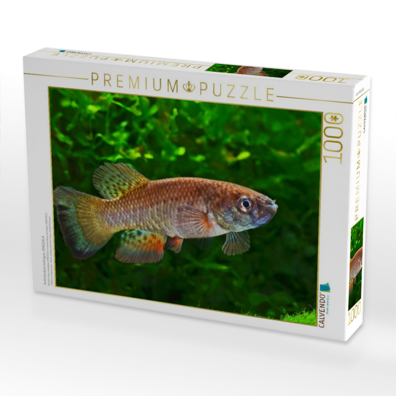 Austrofundulus leohoignei, VENEZUELA