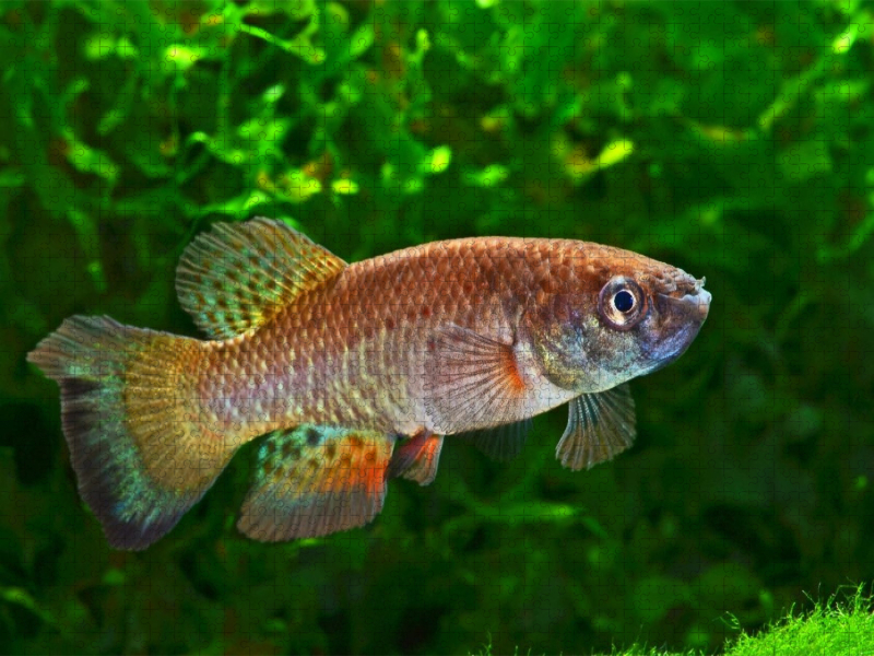 Austrofundulus leohoignei, VENEZUELA