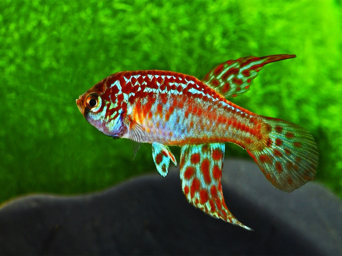 Maratecoara lacortei BRASILIEN