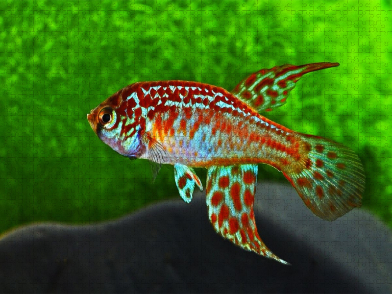 Maratecoara lacortei BRASILIEN