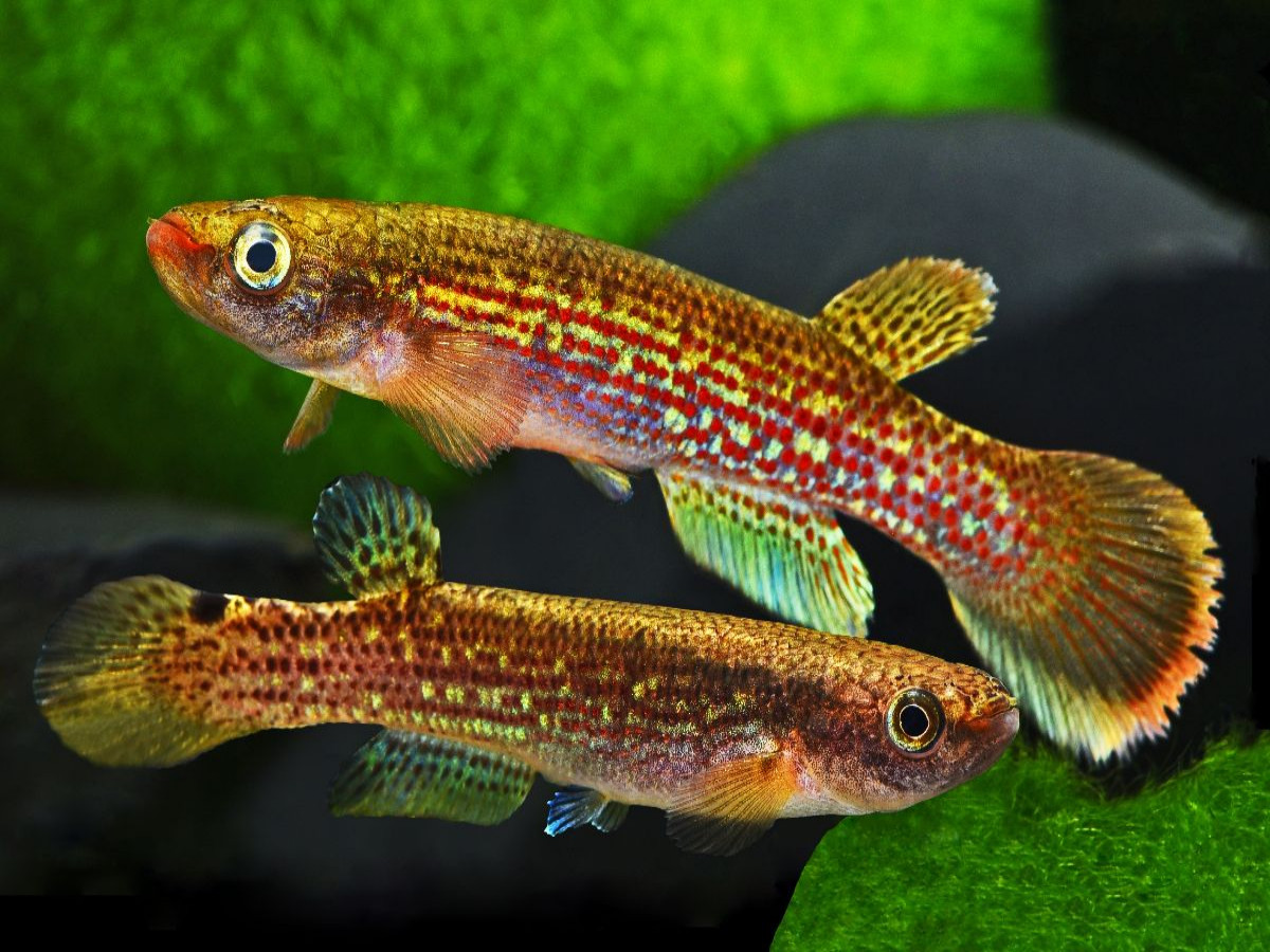 Anablepsoides fransvermeuleni, SURINAME