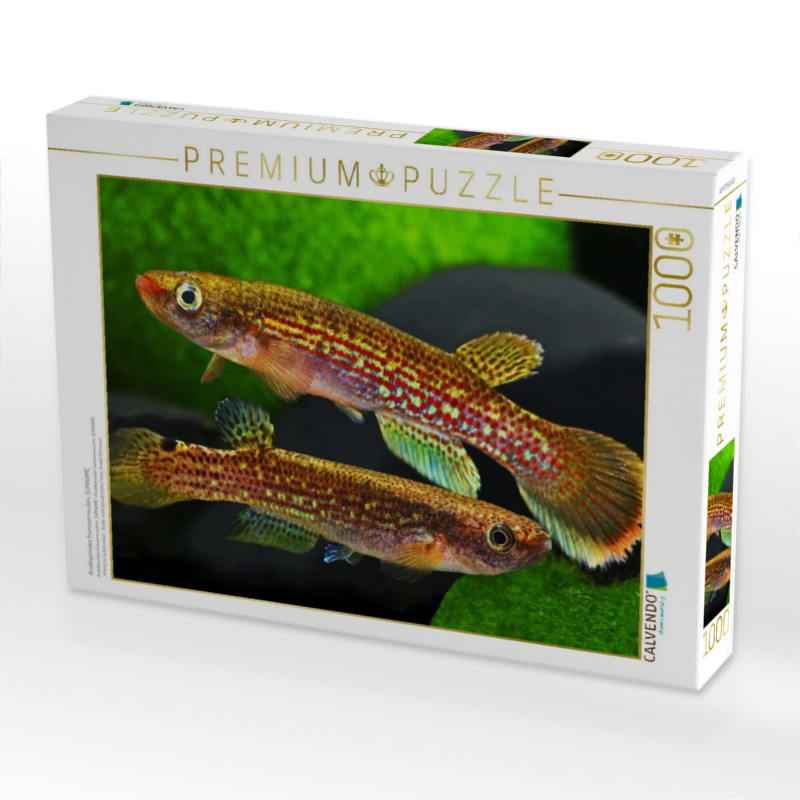 Anablepsoides fransvermeuleni, SURINAME