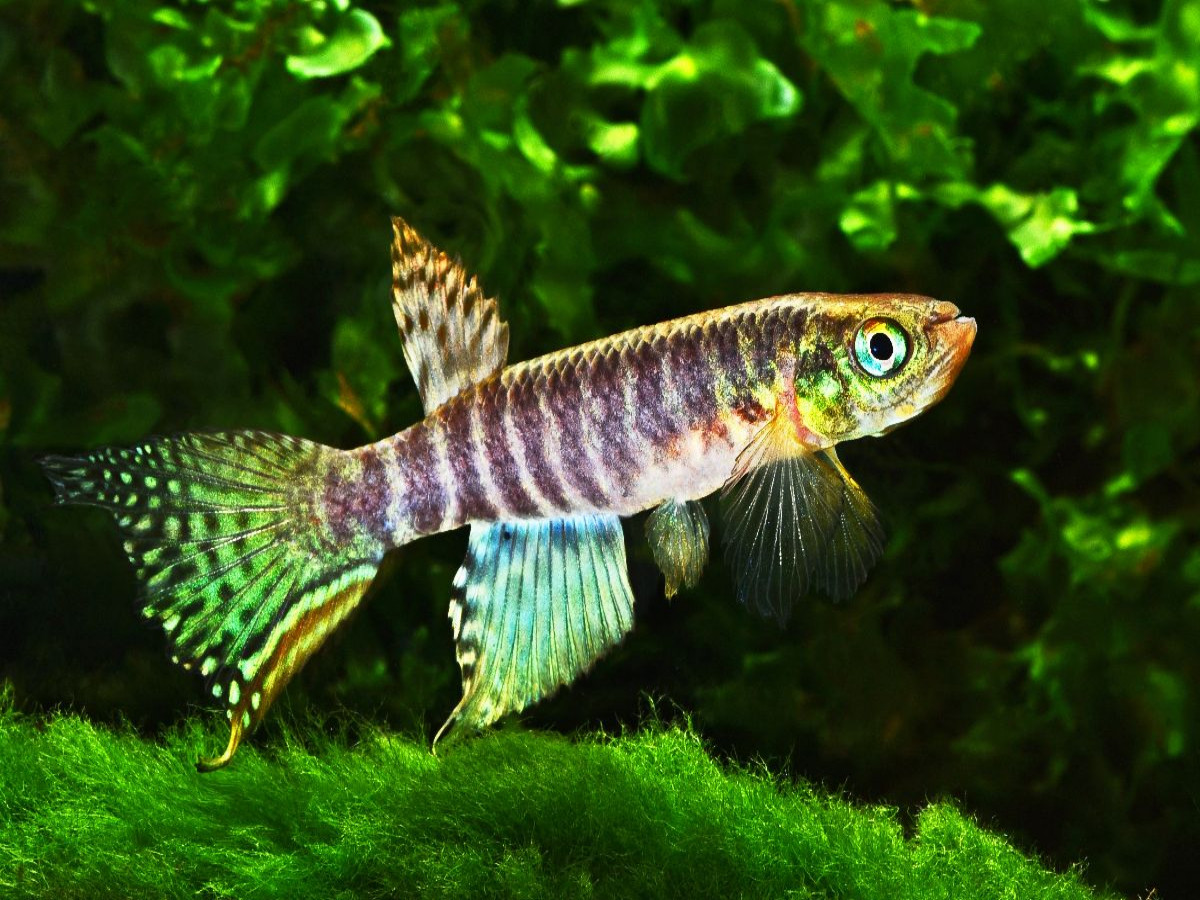 Moema peruensis PERU