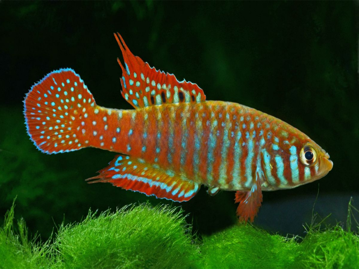 Simpsonichthys zonatus BRASILIEN