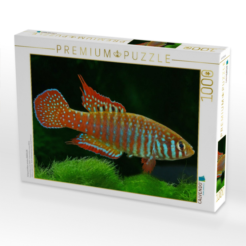 Simpsonichthys zonatus BRASILIEN