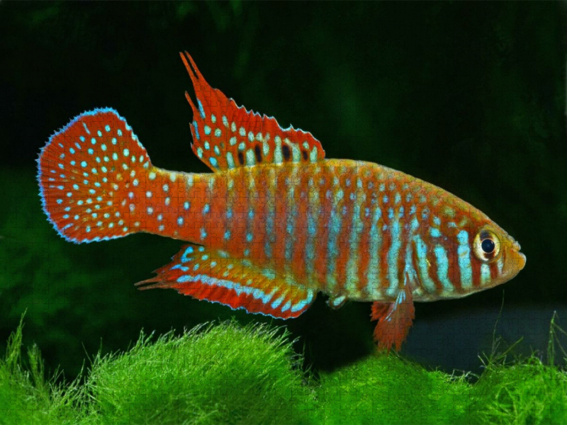 Simpsonichthys zonatus BRASILIEN