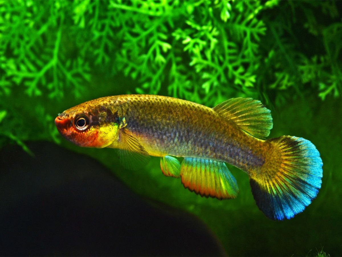 Rivulus cylindraceus KUBA