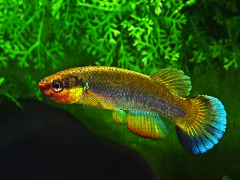 Rivulus cylindraceus KUBA