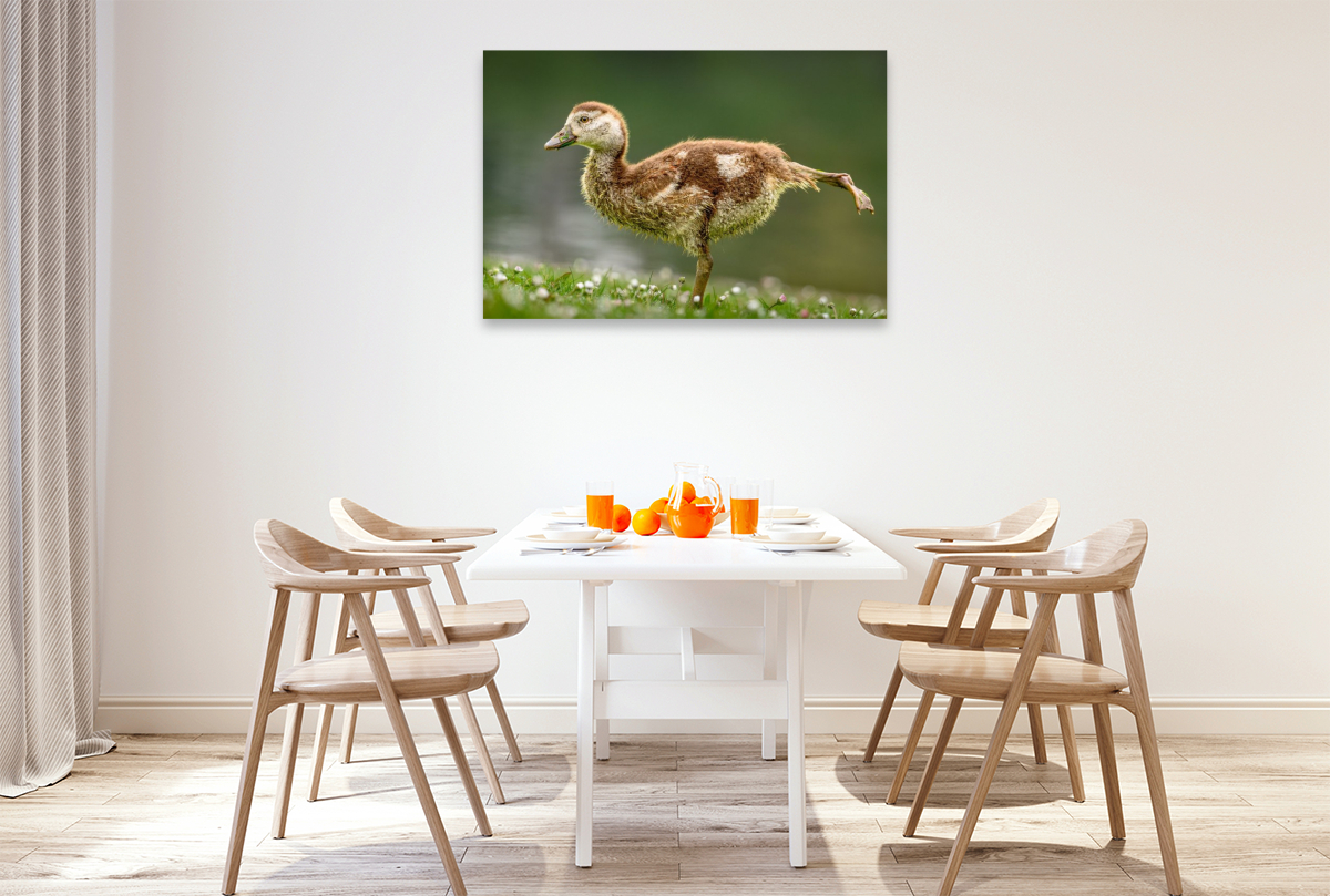 Nilgans-Küken beim Stretching