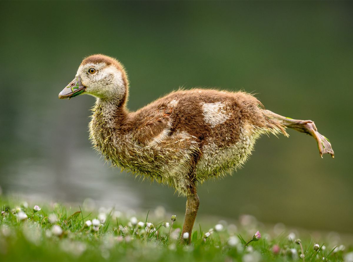 Nilgans-Küken beim Stretching