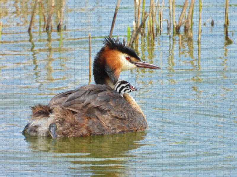 Haubentaucher mit Nachwuchs