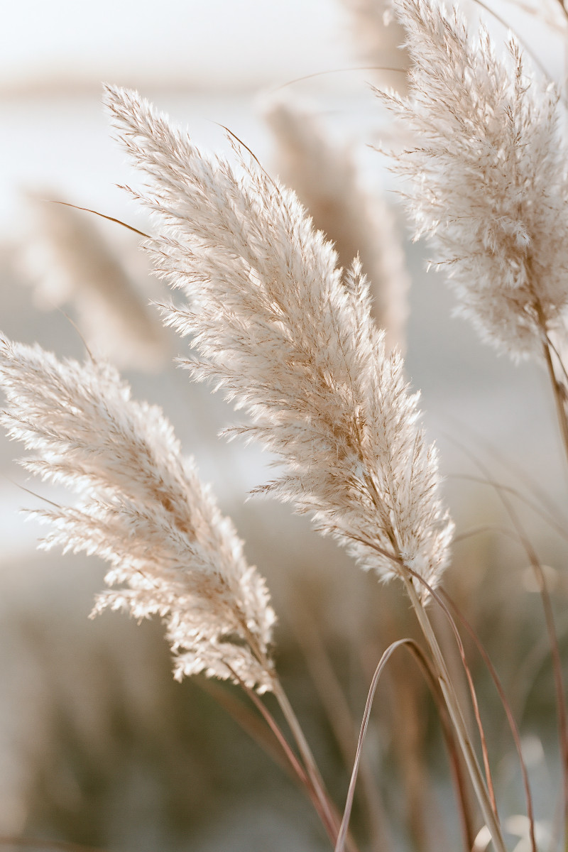 Zarte Natur in stiller Eleganz