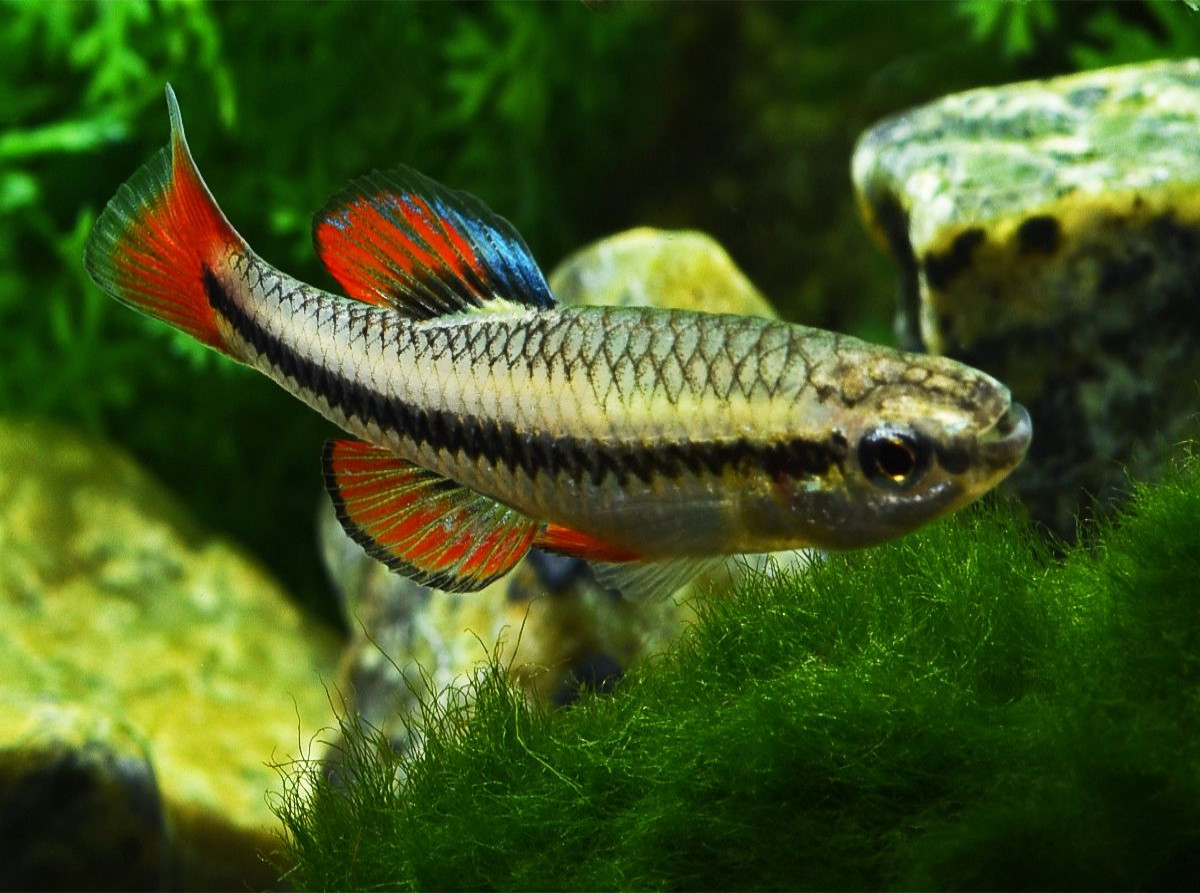 Lucania goodei, FLORDA USA