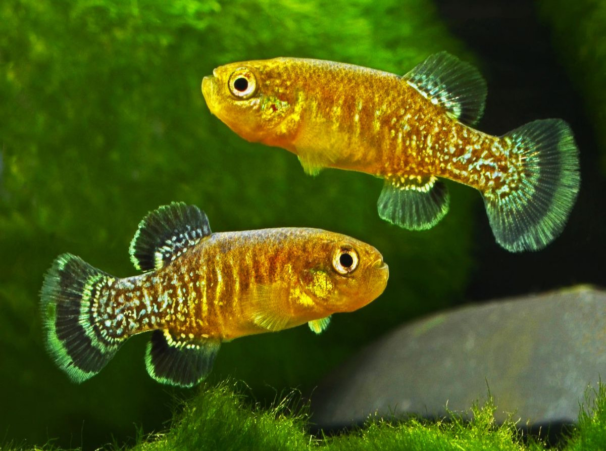 Tellia apoda, ALGERIEN