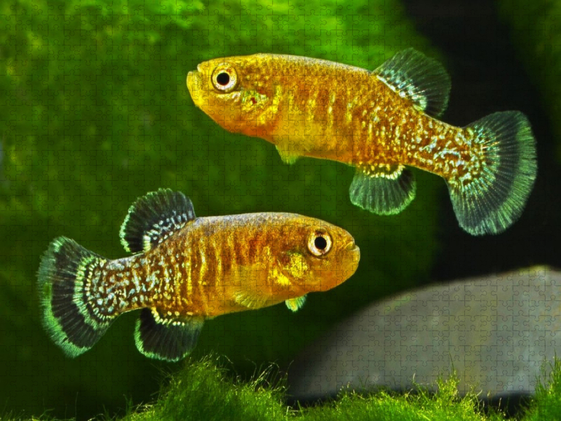 Tellia apoda, ALGERIEN