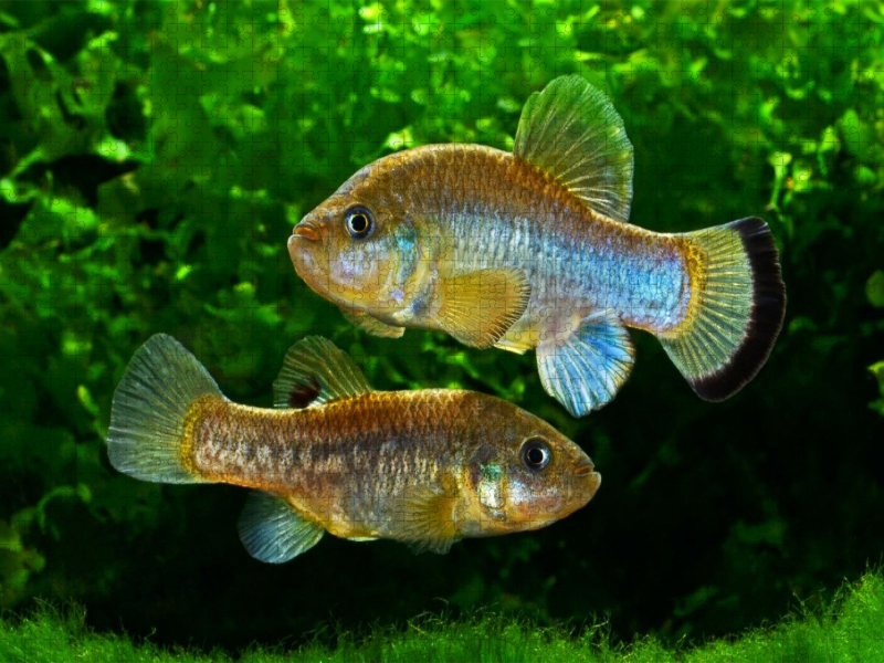 Cyprinodon fontinalis, MEXIKO