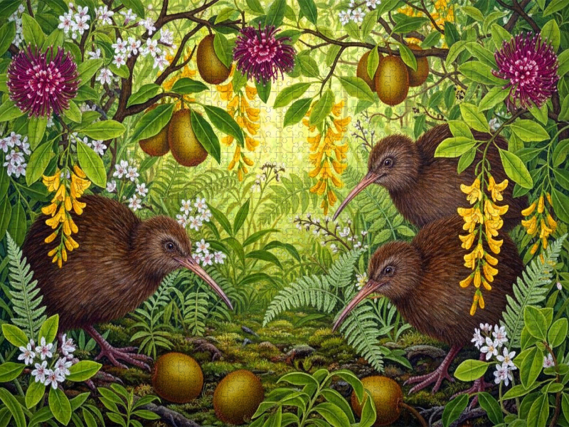 Kiwi und Kiwis - inmitten australischer Blüten