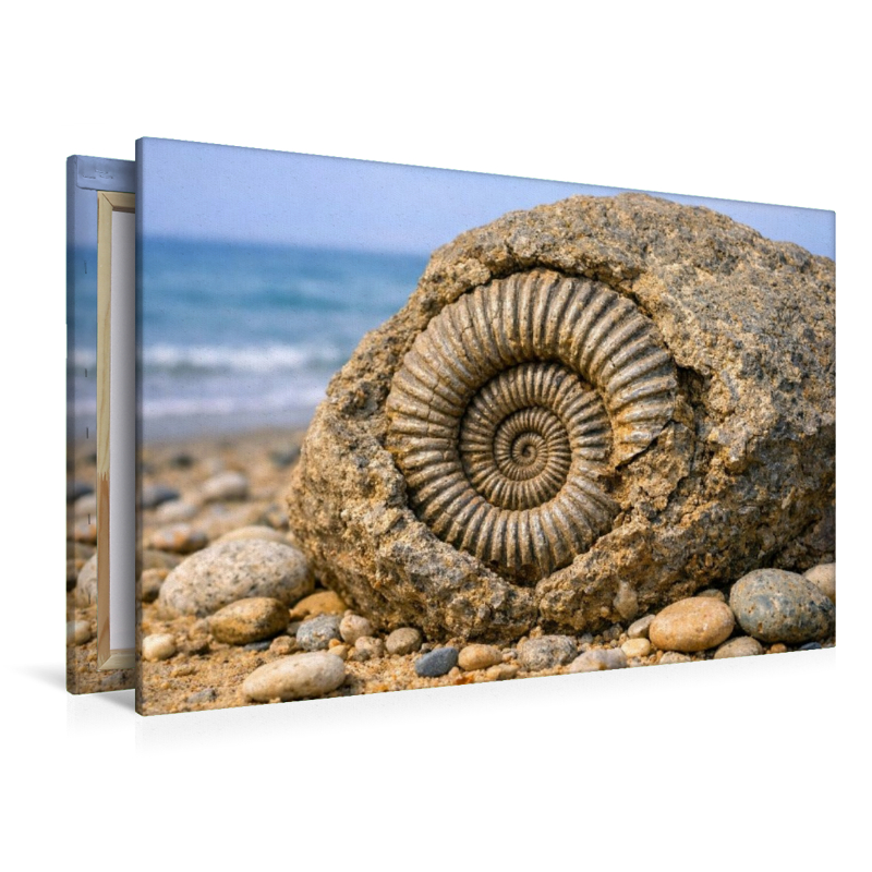 Ammonit im Stein am Strand