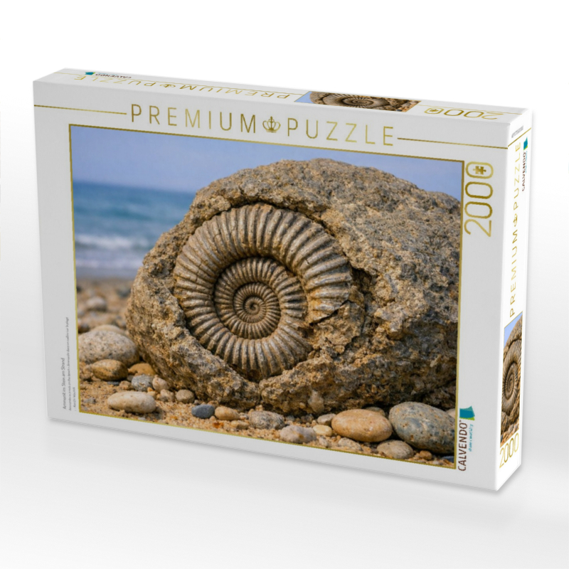 Ammonit im Stein am Strand