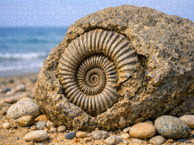 Ammonit im Stein am Strand