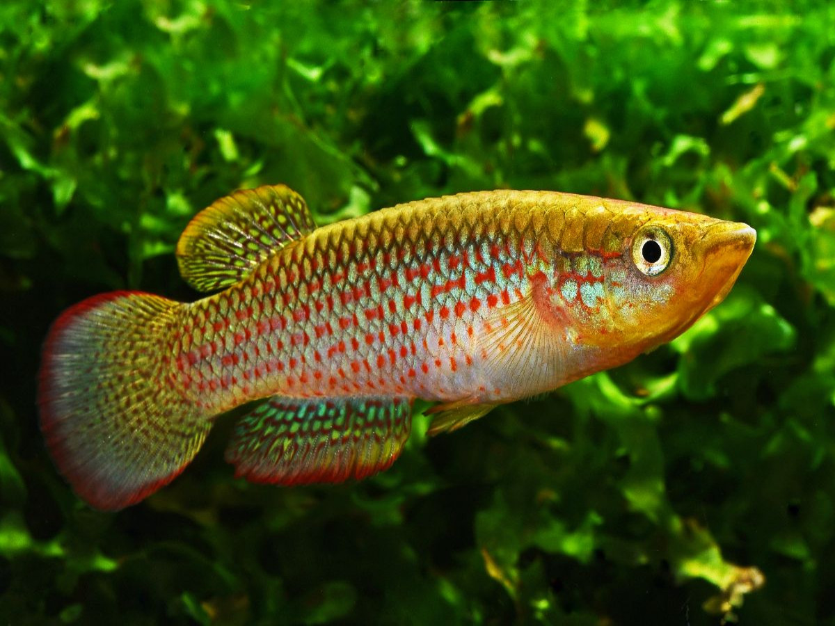 Pachypanchax playfairii, SEYCHELLEN