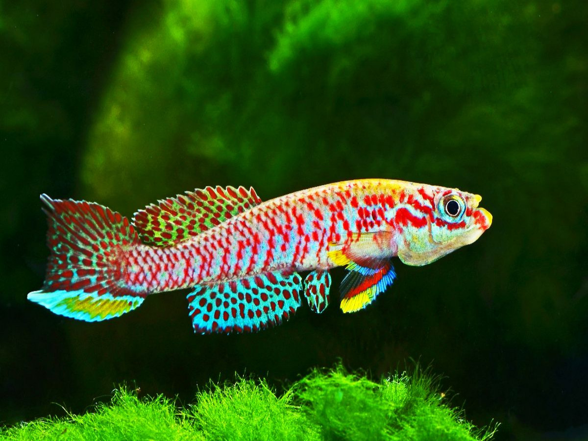 Raddaella batesii, KAMERUN