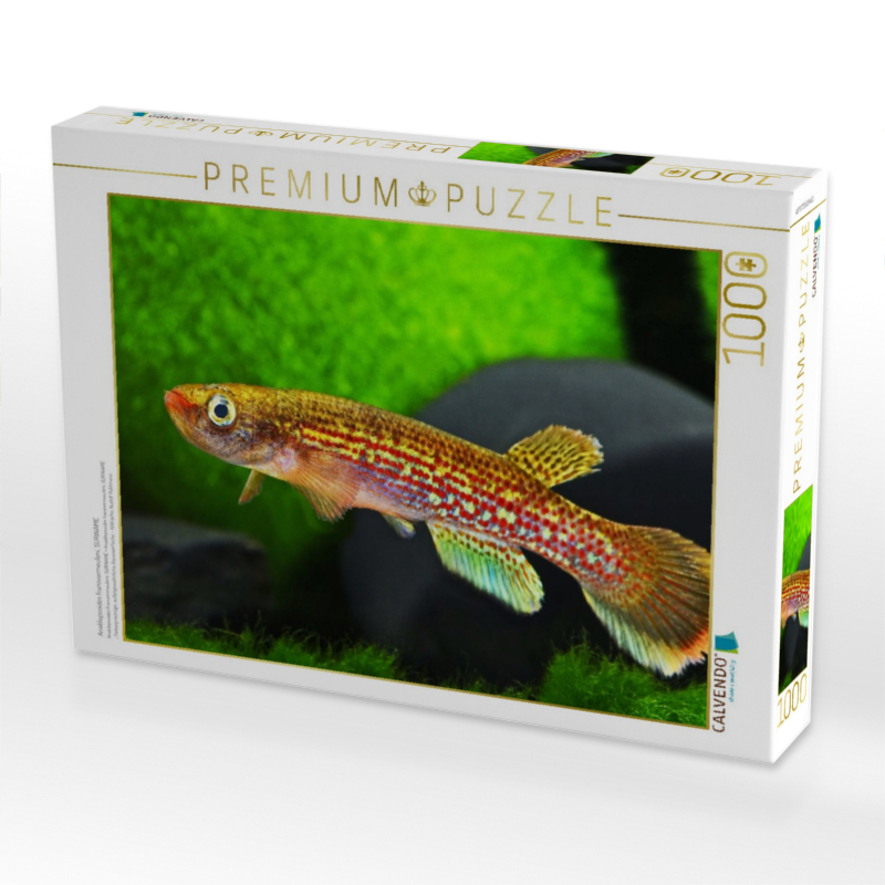 Anablepsoides fransvermeuleni, SURINAME