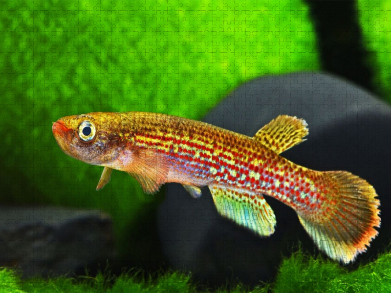 Anablepsoides fransvermeuleni, SURINAME