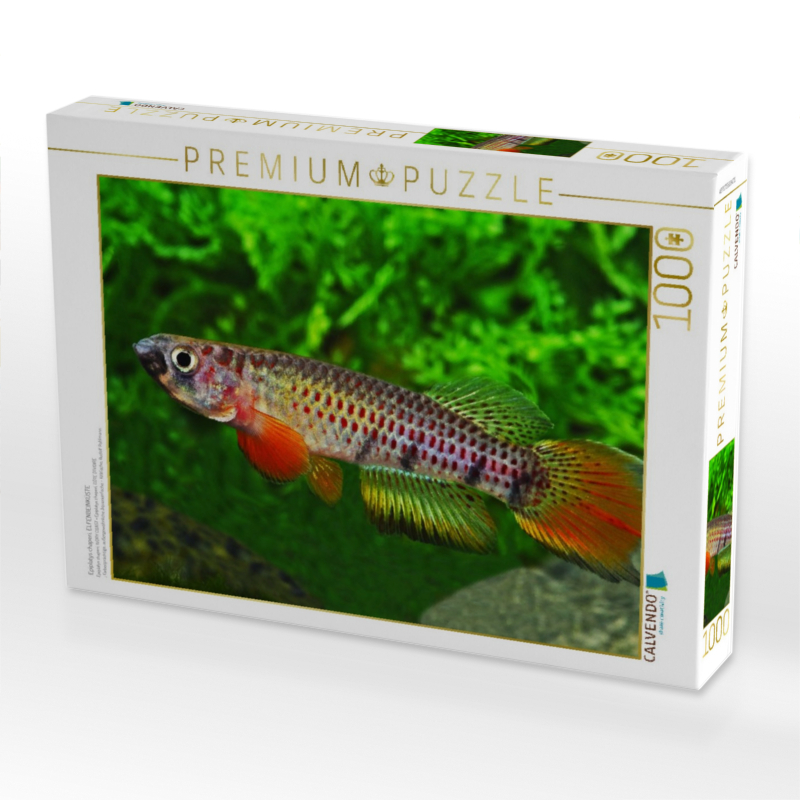 Epiplatys chaperi, ELFENBEINKÜSTE