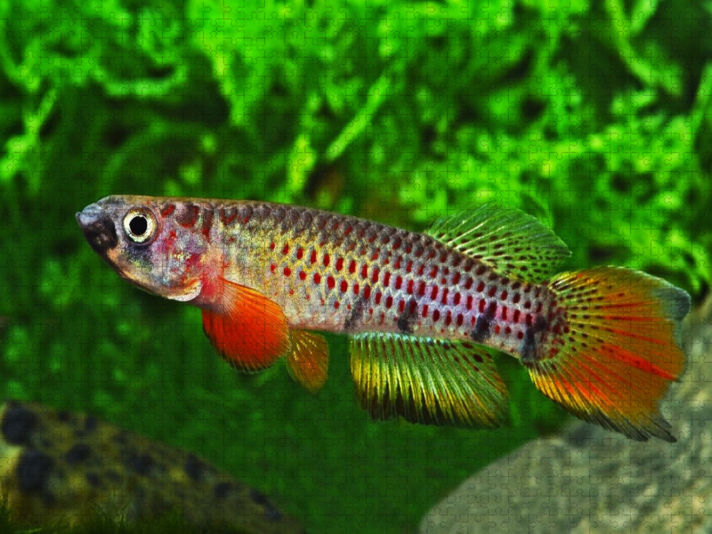 Epiplatys chaperi, ELFENBEINKÜSTE