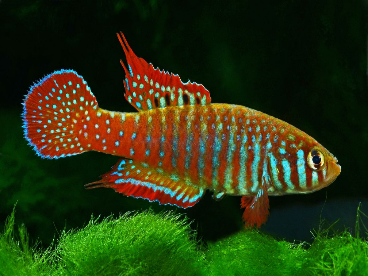 Simpsonichthys zonatus, BRASILIEN
