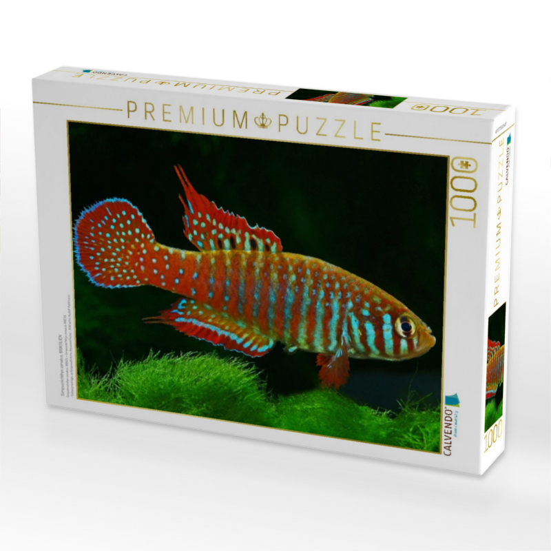 Simpsonichthys zonatus, BRASILIEN